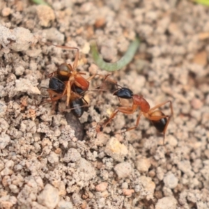 Camponotus consobrinus at Dunlop, ACT - 16 Jun 2020