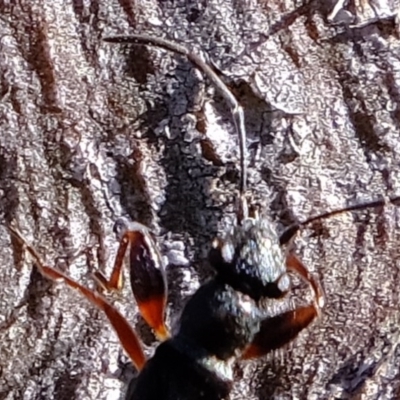 Daerlac cephalotes (Ant Mimicking Seedbug) at Hawker, ACT - 5 Jul 2020 by Kurt