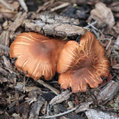 Unidentified Cap on a stem; gills below cap [mushrooms or mushroom-like] at Dunlop, ACT - 16 Jun 2020 by AlisonMilton