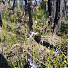 Lobelia dentata/gibbosa (Lobelia dentata or gibbosa) at Endrick, NSW - 5 Jul 2020 by JulieL