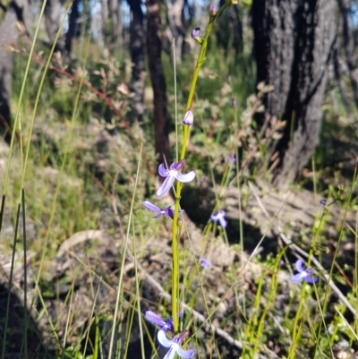 Lobelia dentata/gibbosa (Lobelia dentata or gibbosa) at Endrick, NSW - 5 Jul 2020 by JulieL