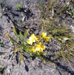 Goodenia sp. (Goodenia) at Endrick, NSW - 5 Jul 2020 by JulieL