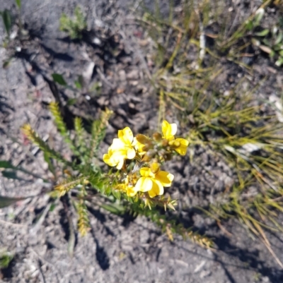 Goodenia sp. (Goodenia) at Endrick, NSW - 5 Jul 2020 by JulieL