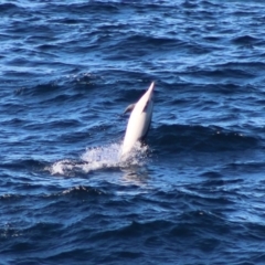 Delphinus delphis (Common Dolphin) at Guerilla Bay, NSW - 5 Jul 2020 by LisaH