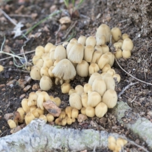 Coprinellus disseminatus at Belconnen, ACT - 3 Jul 2020