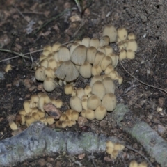 Coprinellus disseminatus at Belconnen, ACT - 3 Jul 2020 10:13 AM