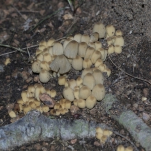 Coprinellus disseminatus at Belconnen, ACT - 3 Jul 2020