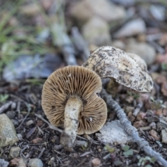 Unidentified Cap on a stem; gills below cap [mushrooms or mushroom-like] at Belconnen, ACT - 3 Jul 2020 by AlisonMilton