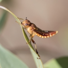 Pseudoperga lewisii (A Sawfly) at The Pinnacle - 9 Mar 2020 by AlisonMilton