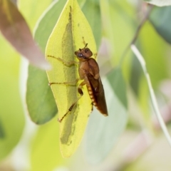 Pseudoperga lewisii at Weetangera, ACT - 10 Mar 2020