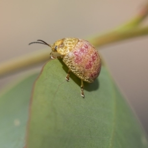 Paropsisterna fastidiosa at Hawker, ACT - 10 Mar 2020