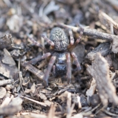 Badumna insignis (Black House Spider) at Belconnen, ACT - 3 Jul 2020 by AlisonMilton