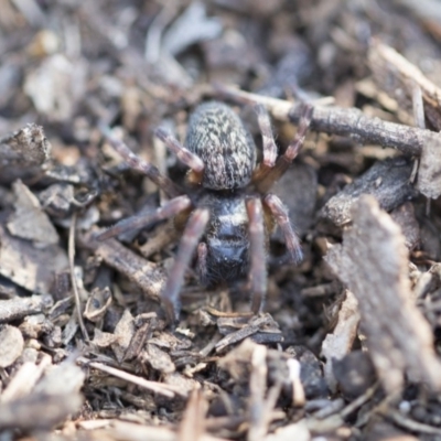 Badumna insignis (Black House Spider) at Belconnen, ACT - 3 Jul 2020 by AlisonMilton