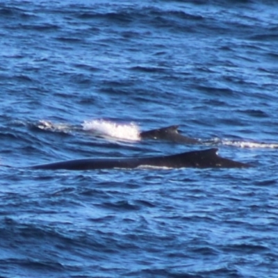 Balaenoptera acutorostrata (Dwarf Minke Whale) at Guerilla Bay, NSW - 5 Jul 2020 by LisaH