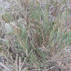 Bossiaea grayi (Murrumbidgee Bossiaea) at Molonglo River Reserve - 10 May 2020 by irayner