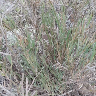 Bossiaea grayi (Murrumbidgee Bossiaea) at Dunlop, ACT - 10 May 2020 by irayner