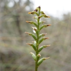 Corunastylis clivicola (Rufous midge orchid) at Aranda, ACT - 5 Apr 2014 by AaronClausen