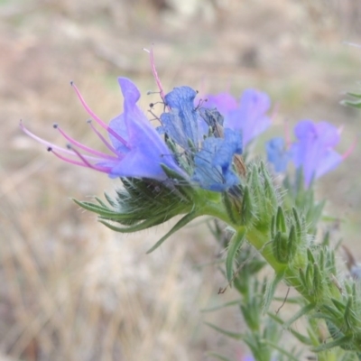 Echium vulgare (Vipers Bugloss) at Tuggeranong DC, ACT - 20 Feb 2020 by MichaelBedingfield