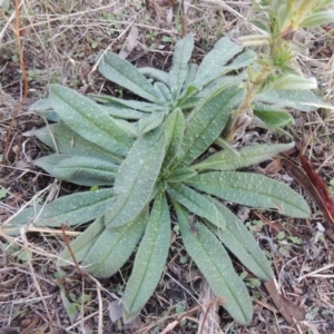 Echium vulgare at Tuggeranong DC, ACT - 20 Feb 2020