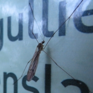 Tipulidae or Limoniidae (family) at Acton, ACT - 3 Jul 2020