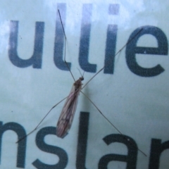 Tipulidae or Limoniidae (family) at Acton, ACT - 3 Jul 2020