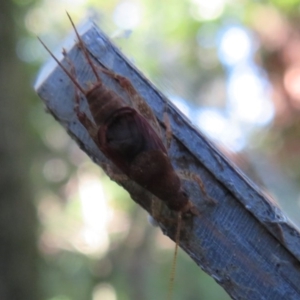 Ornebius sp. (genus) at Acton, ACT - 3 Jul 2020