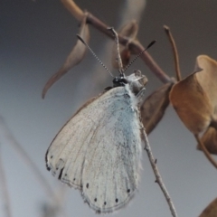 Candalides heathi at Tuggeranong DC, ACT - 20 Feb 2020 08:28 PM