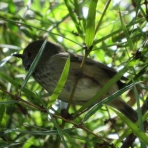 Acanthiza pusilla at Acton, ACT - 3 Jul 2020