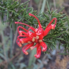 Grevillea juniperina at Tuggeranong DC, ACT - 20 Feb 2020 08:14 PM