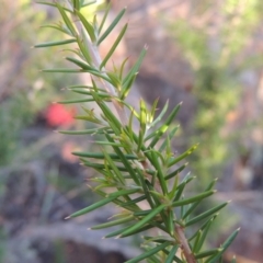 Grevillea juniperina at Tuggeranong DC, ACT - 20 Feb 2020 08:14 PM