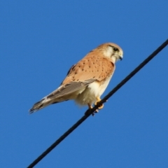 Falco cenchroides (Nankeen Kestrel) at Moruya, NSW - 6 Jul 2020 by LisaH