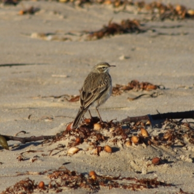 Anthus australis (Australian Pipit) at Broulee, NSW - 6 Jul 2020 by LisaH