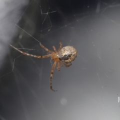 Theridiidae (family) (Comb-footed spider) at ANBG - 5 Jul 2020 by TimL