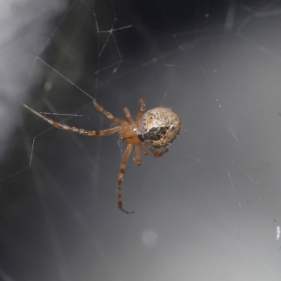 Theridiidae (family) (Comb-footed spider) at Acton, ACT - 5 Jul 2020 by TimL
