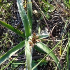 Luzula (genus) (Woodrush) at Murrumbateman, NSW - 5 Jul 2020 by JanetRussell