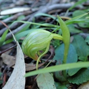 Pterostylis nutans at Point 4376 - suppressed