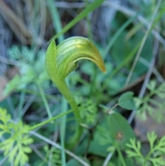 Pterostylis nutans at Point 4376 - suppressed