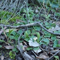 Pterostylis nutans at Point 4376 - suppressed