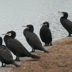 Phalacrocorax carbo (Great Cormorant) at Coombs Ponds - 5 Jul 2020 by Hutch68