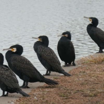 Phalacrocorax carbo (Great Cormorant) at Coombs, ACT - 5 Jul 2020 by Hutch68