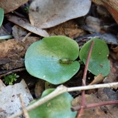 Corysanthes incurva (Slaty Helmet Orchid) at Aranda, ACT - 5 Jul 2020 by CathB