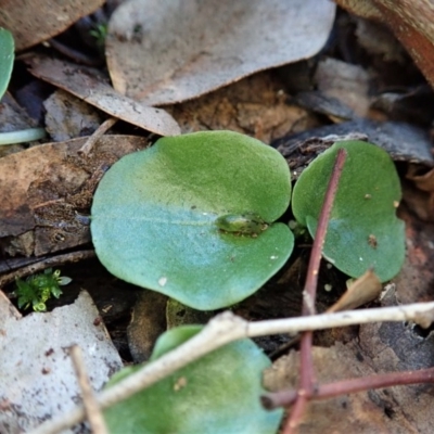 Corysanthes incurva (Slaty Helmet Orchid) by CathB