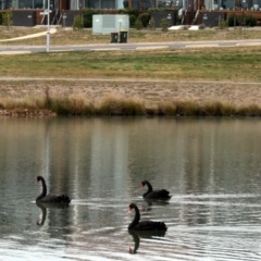 Cygnus atratus (Black Swan) at Coombs, ACT - 6 Jul 2020 by Hutch68