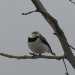 Epthianura albifrons (White-fronted Chat) at Coombs, ACT - 6 Jul 2020 by Hutch68