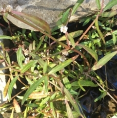 Alternanthera denticulata (Lesser Joyweed) at Kowen Escarpment - 5 Jul 2020 by JaneR