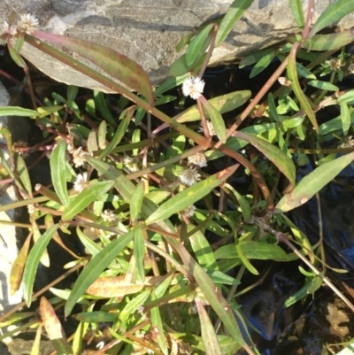 Alternanthera denticulata (Lesser Joyweed) at Kowen, ACT - 5 Jul 2020 by JaneR