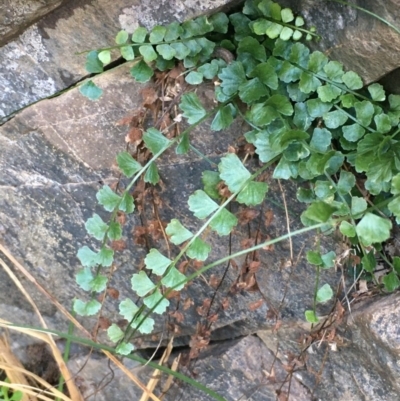 Asplenium flabellifolium (Necklace Fern) at Kowen Escarpment - 5 Jul 2020 by JaneR