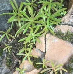 Calandrinia sp. (A Purslane) at Kowen Escarpment - 5 Jul 2020 by JaneR