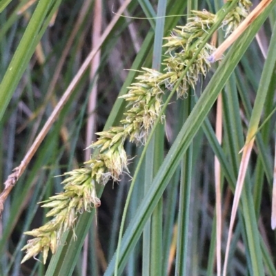 Carex appressa (Tall Sedge) at Kowen Escarpment - 5 Jul 2020 by JaneR