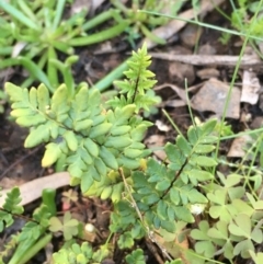 Cheilanthes sp. (Rock Fern) at Kowen Escarpment - 5 Jul 2020 by JaneR